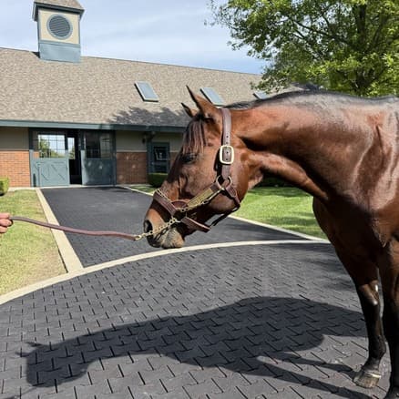 Cody's Wish at Darley's Jonabell Farm